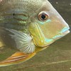 森源水族工作室 專營：珍稀大型魚 魟魚 虎魚