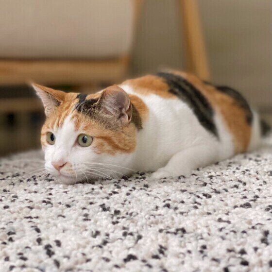 獲物をロックオン 猫が狩り気分のときに見せるしぐさ ねこのきもちnews