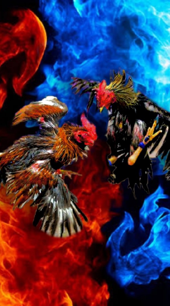 🐥พม่าเมืองเหนือ🐓