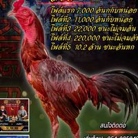 ซุ้ม เถ้าแก่น้อย 2