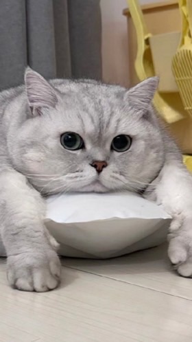 ร้าน 4 cats cafe & bake