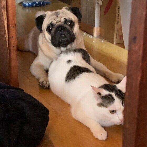 犬と他の動物 の多頭飼い飼い主が明かす生活のリアル