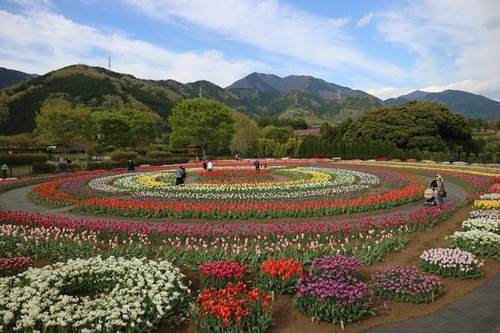 神奈川県立秦野戸川公園1