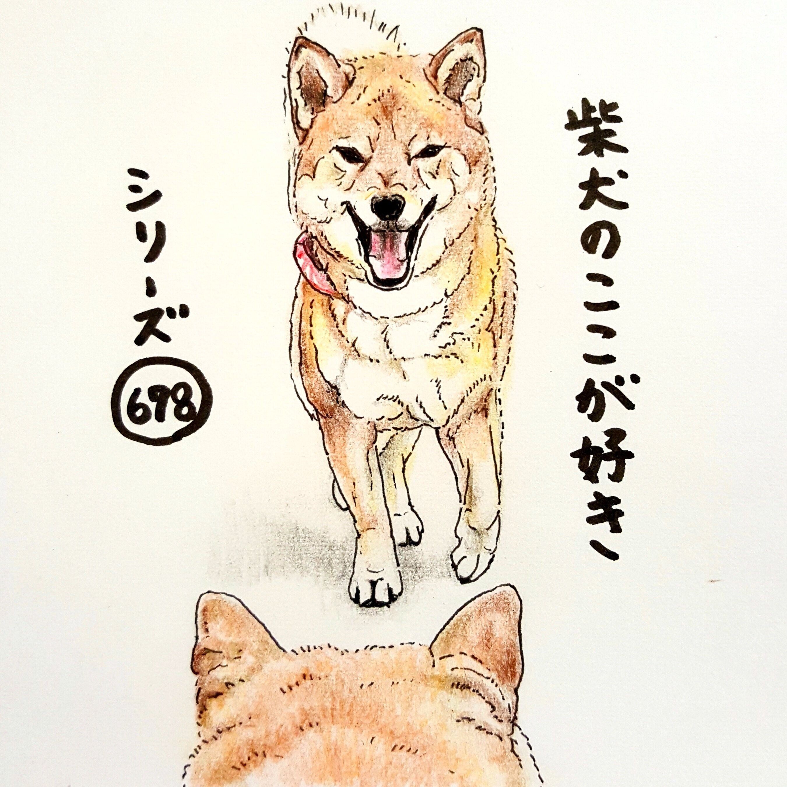 柴犬あるある 散歩中 お友達ワンコに笑顔で近づくとこ