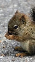 ชุมชนคนรักกระรอก Squirrel Club TH