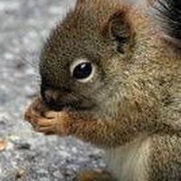 ชุมชนคนรักกระรอก Squirrel Club TH