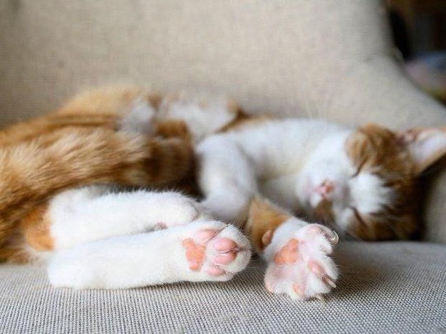 猫の肉球と性格の関係性 肉球の色で猫の性格がわかる ねこのきもちnews