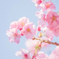 🇯🇵日本媽媽友🇹🇼