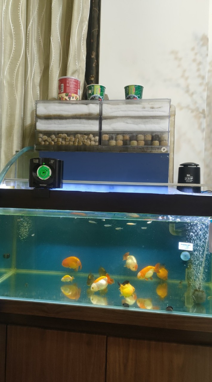 阿杰金魚，觀賞魚水族工作室