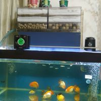 阿杰金魚，觀賞魚水族工作室