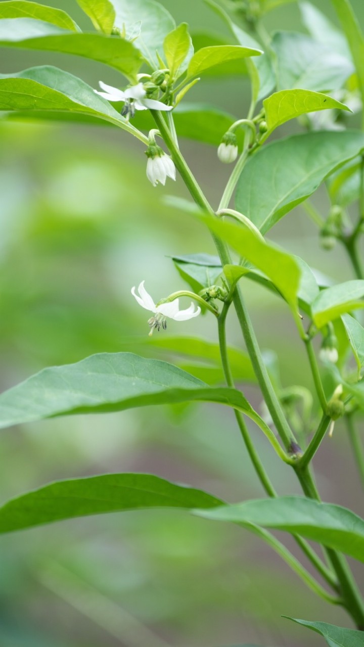 さいたま有機都市計画 からのご連絡🌿（ サポートメンバー 限定 ）