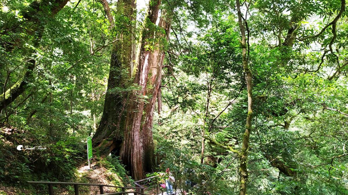 桃園人避暑首選！６條超好走私房步道：夢幻水母廊道、台灣小百岳、瀑布祕境