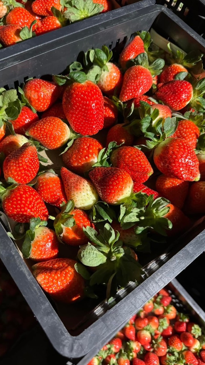 澤果物 大量團購批發專用社群