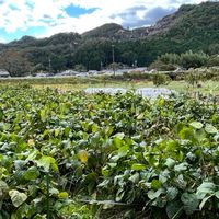 家庭菜園が地球を救う会