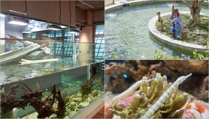 MINATOYAMA水族館