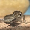 カナヘビ好きな人集まれ