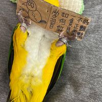 托鸚中心