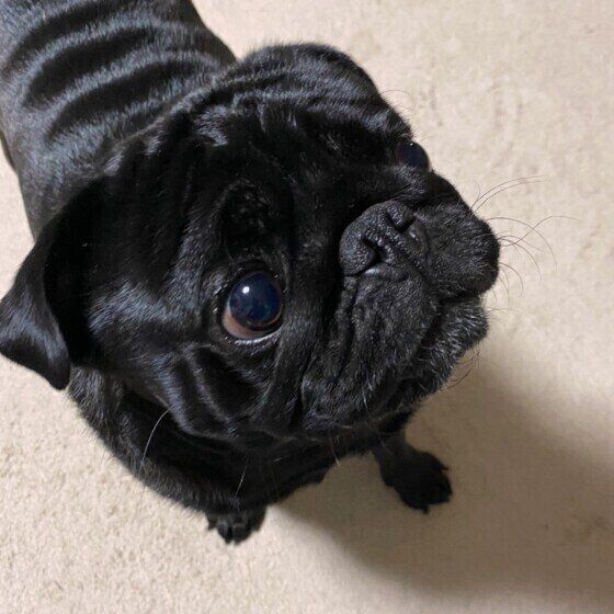 黒 白 茶色 犬の毛色の基本 あなたの愛犬はどの系統