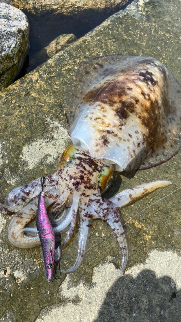 岡山fishing‪🎣‬のオープンチャット