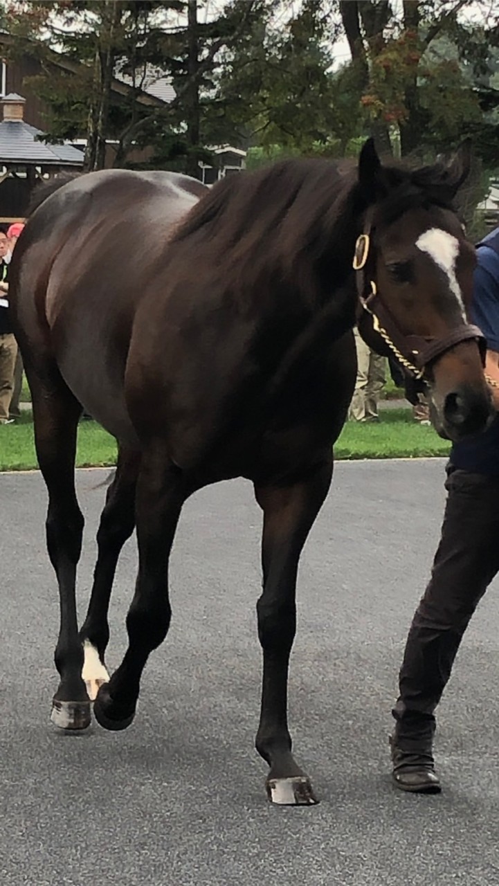 一口馬主コミュニティ