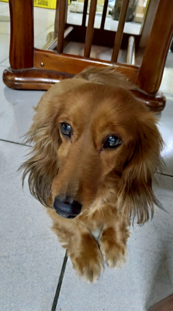 doog