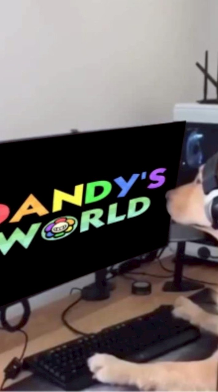 Dandy world THAILAND PLAYER👾