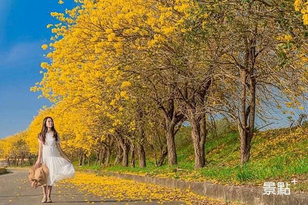 黃花風鈴木秘境避人潮限時浪漫黃金大道 景點家 Line Today