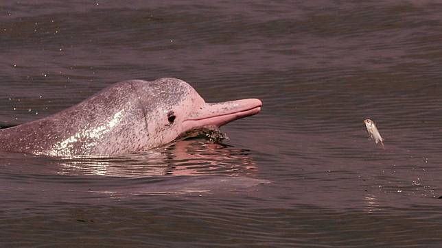 Discover China: Safe haven for rare dolphins in south China