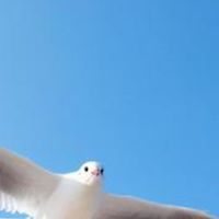 カモメの歌声喫茶 50代から🎤