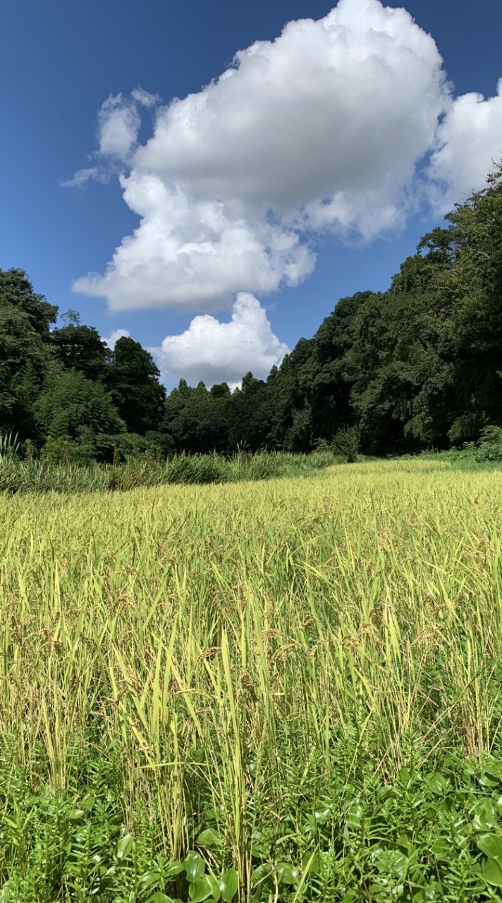 ✨🌱自然の循環を思い出そう🌱✨