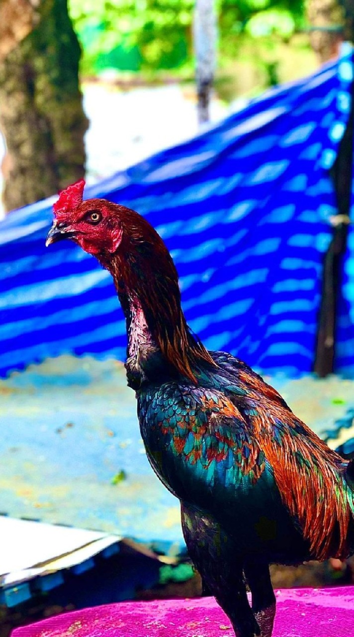 🐓ซุ้ม.เพชรเอก🐓 พัฒนาไก่สายเลือดจักรินฟาร์ม