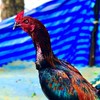 🐓ซุ้ม.เพชรเอก🐓 พัฒนาไก่สายเลือดจักรินฟาร์ม