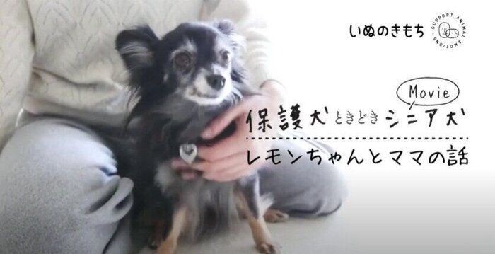 可愛すぎて食べられない の声も 犬モチーフのスイーツ