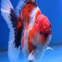 三盛金魚競標，買賣群