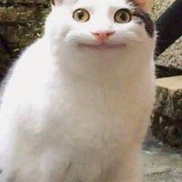 脆上分析啊