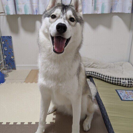 似ている シベリアンハスキーとアラスカンマラミュート いぬのきもちnews