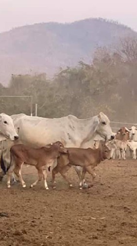 เพื่อนวัว