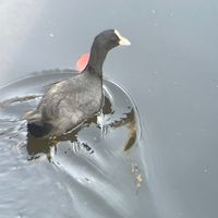 みんなの呑川