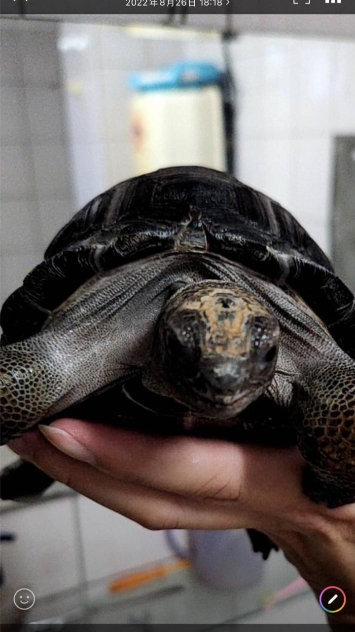 🐢牧龜人樂園