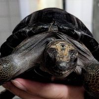 🐢牧龜人樂園