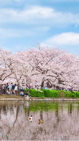 OpenChat 4/1 裏垢de花見@上野公園