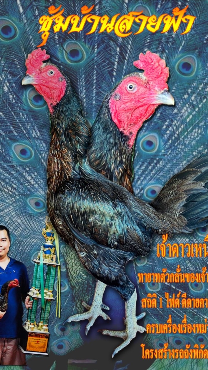 ซุ้มไก่ชนบ้านสายฟ้า