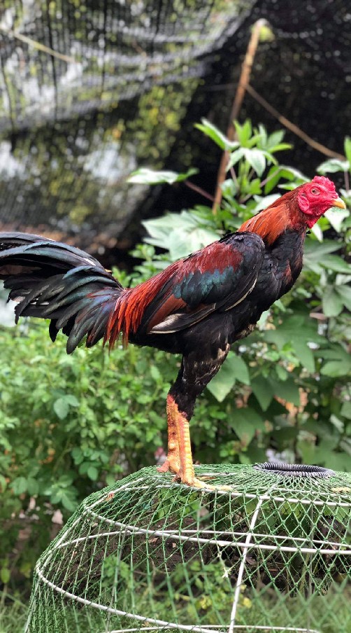 ซื้อขายไก่ชน by ซุ้ม ส.เสือหวนฟาร์ม สุพรรณบุรี
