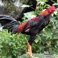 ซื้อขายไก่ชน by ซุ้ม ส.เสือหวนฟาร์ม สุพรรณบุรี