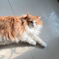 寵愛家妃大家族