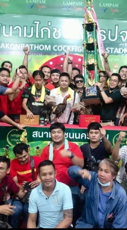 เสือเบอร์ไก่ส.สีสุวรรณ100%