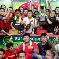 เสือเบอร์ไก่ส.สีสุวรรณ100%