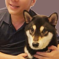 小威的寵物瘋狂宇宙