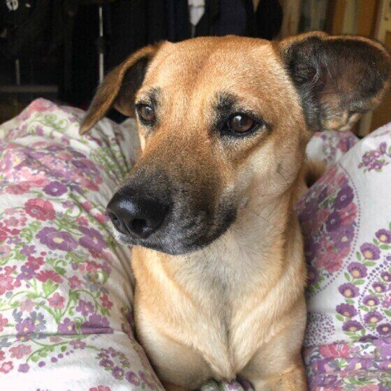 犬が飼い主さんに 大好き とアピールする鳴き方