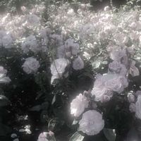 君からの「おやすみ」が僕には必要なんだよ